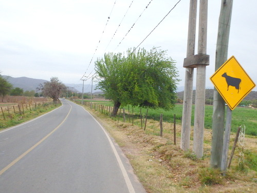 Argentine Cattle-on-Road signs have HUGE Utters.